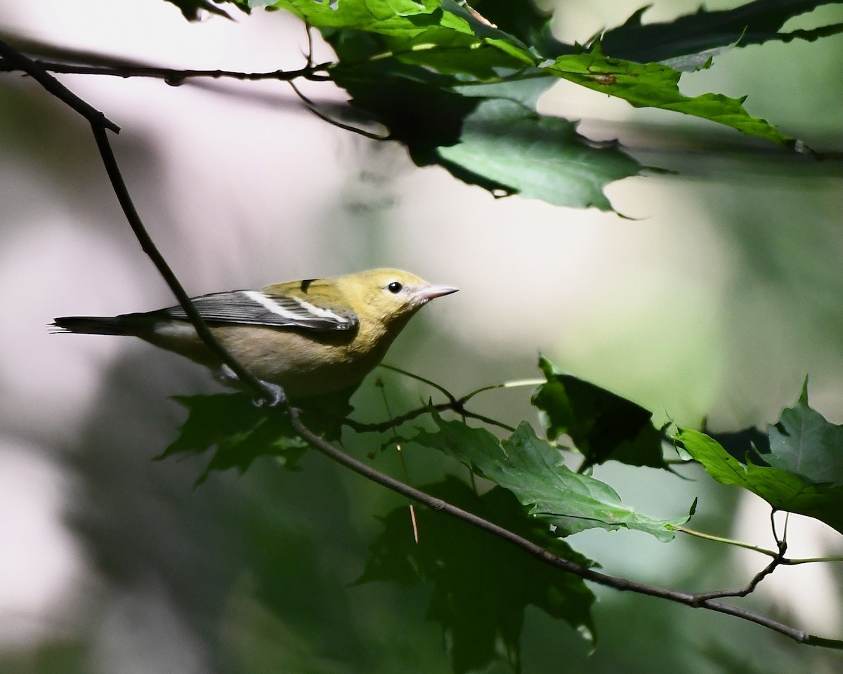 lesňáček kaštanový - ML366062621