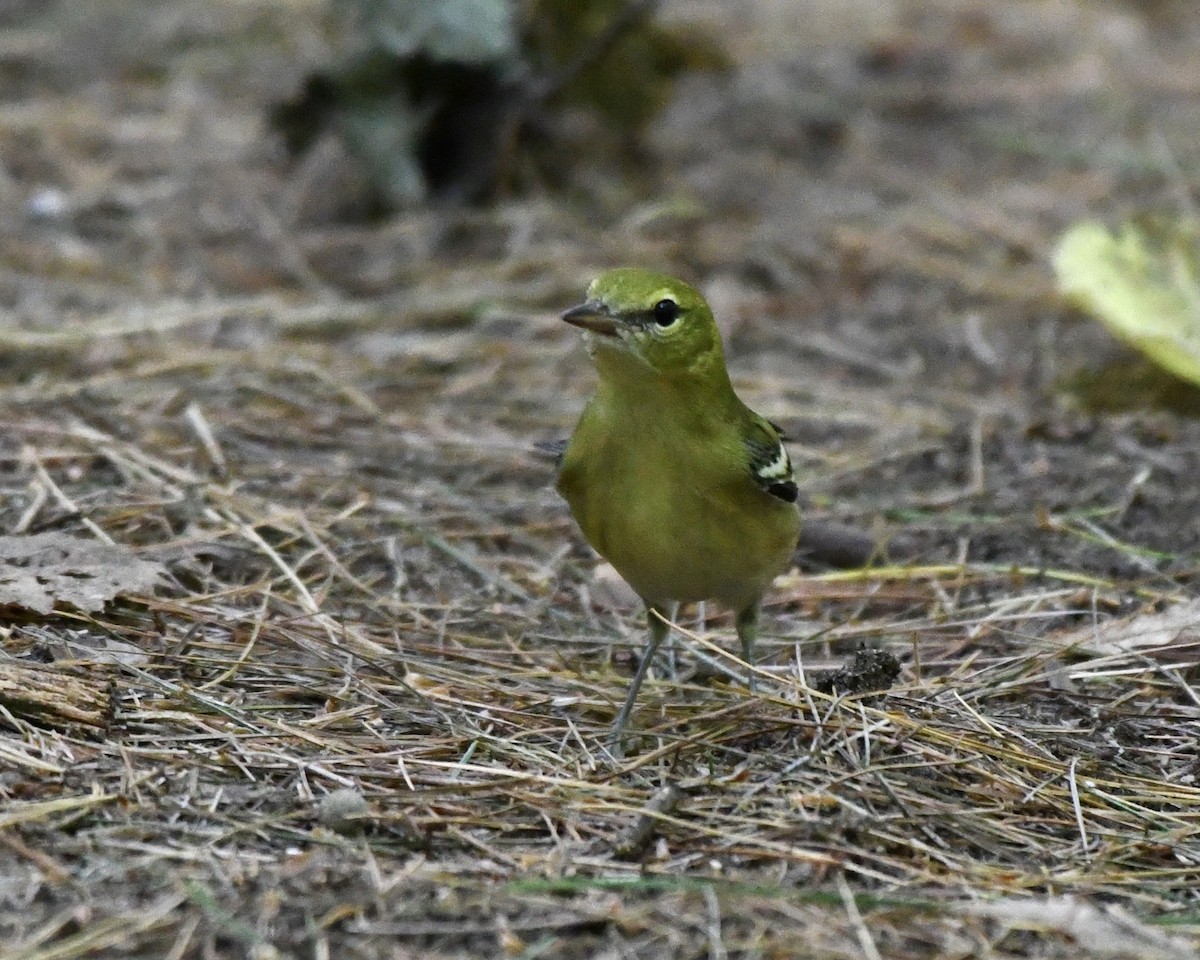 lesňáček kaštanový - ML366062641
