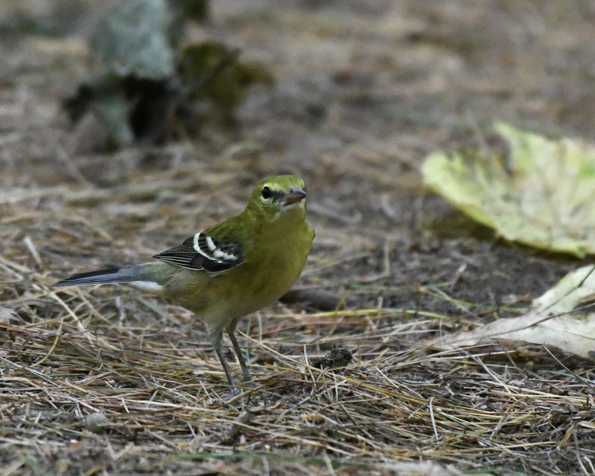 lesňáček kaštanový - ML366062661
