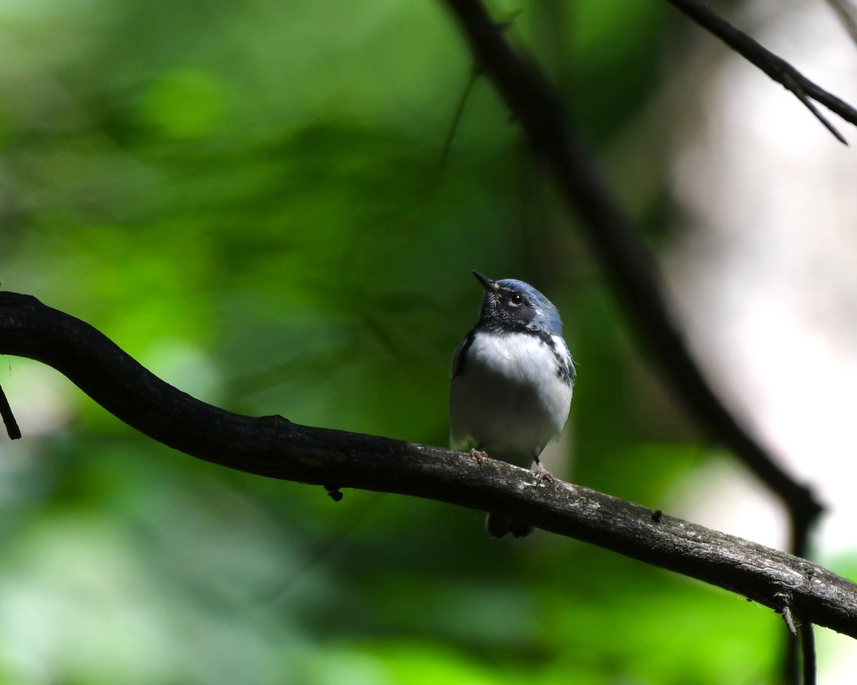 lesňáček modrohřbetý - ML366062681