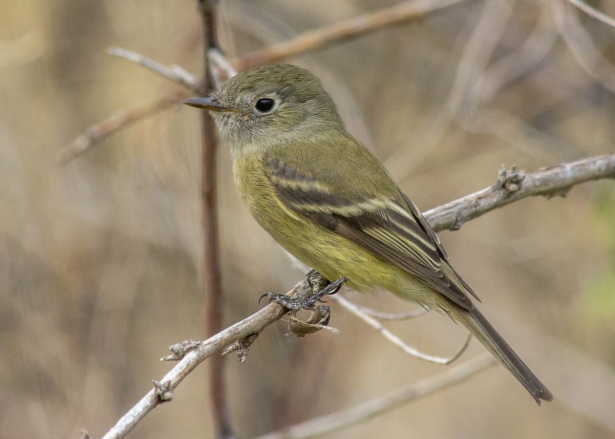 Hammond's Flycatcher - ML366067731