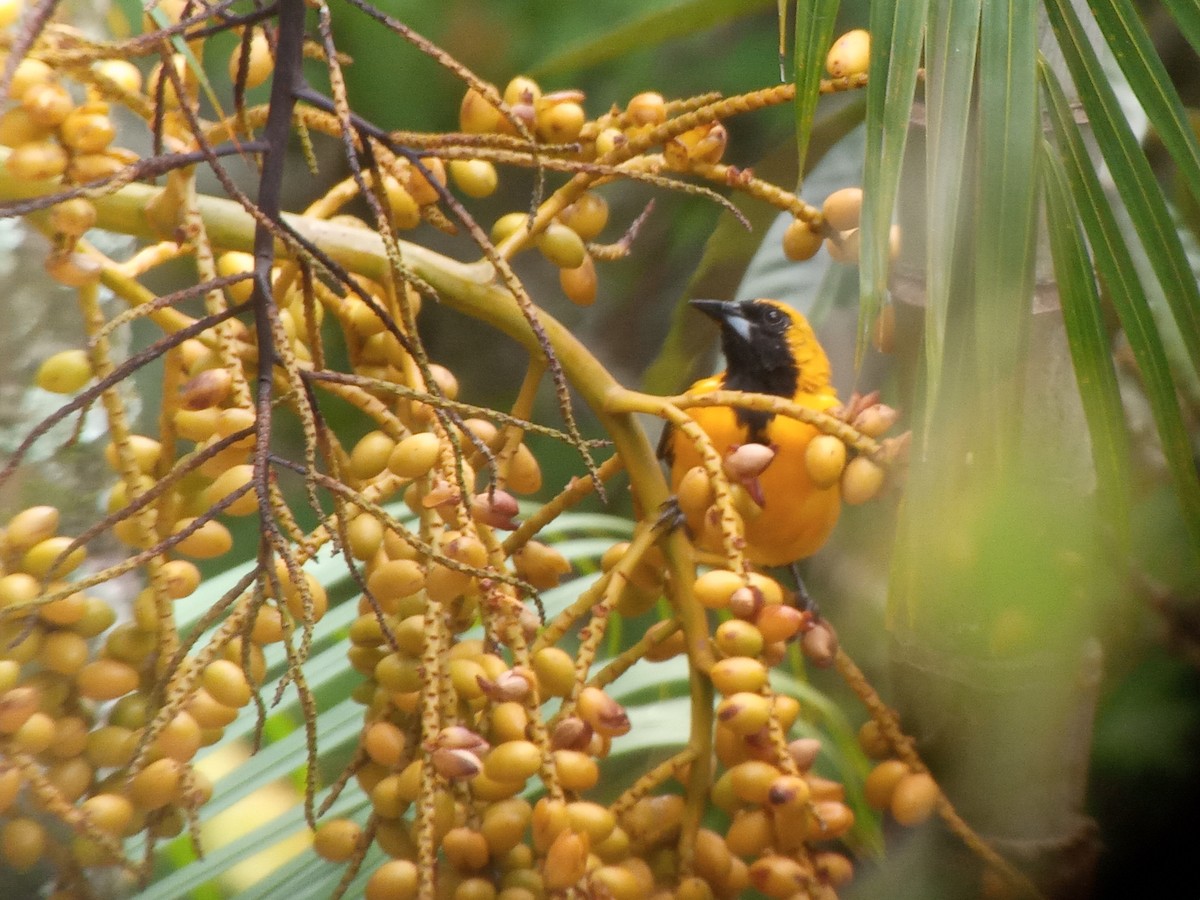 Yellow-backed Oriole - ML366068811