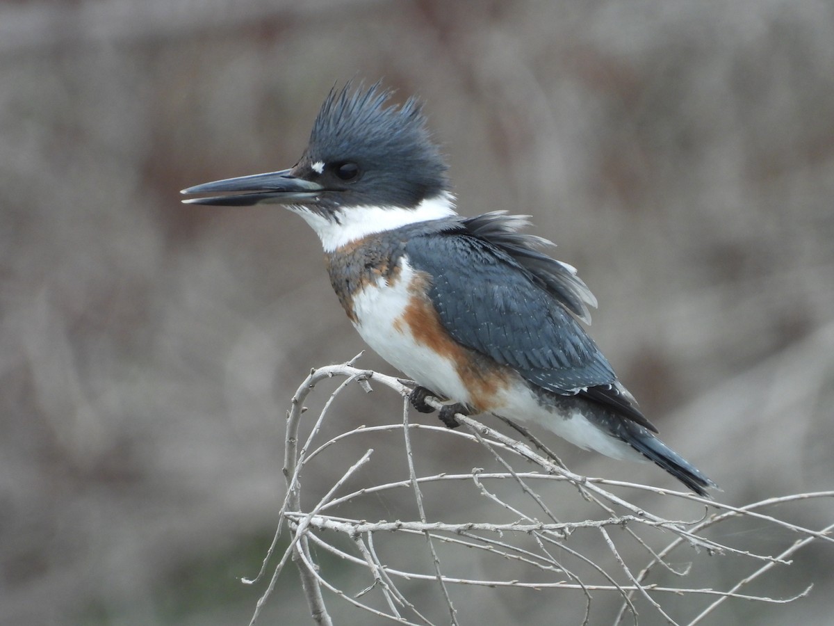 Belted Kingfisher - ML366070551