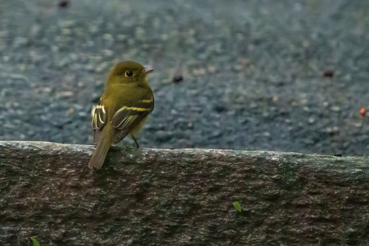 Yellow-bellied Flycatcher - Jeremy Nadel