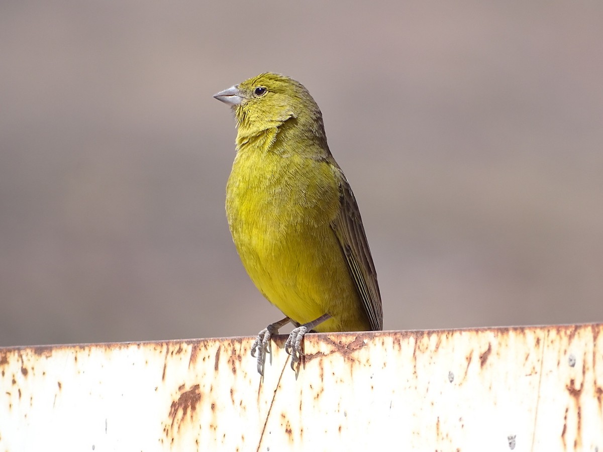 Greenish Yellow-Finch - ML366074541