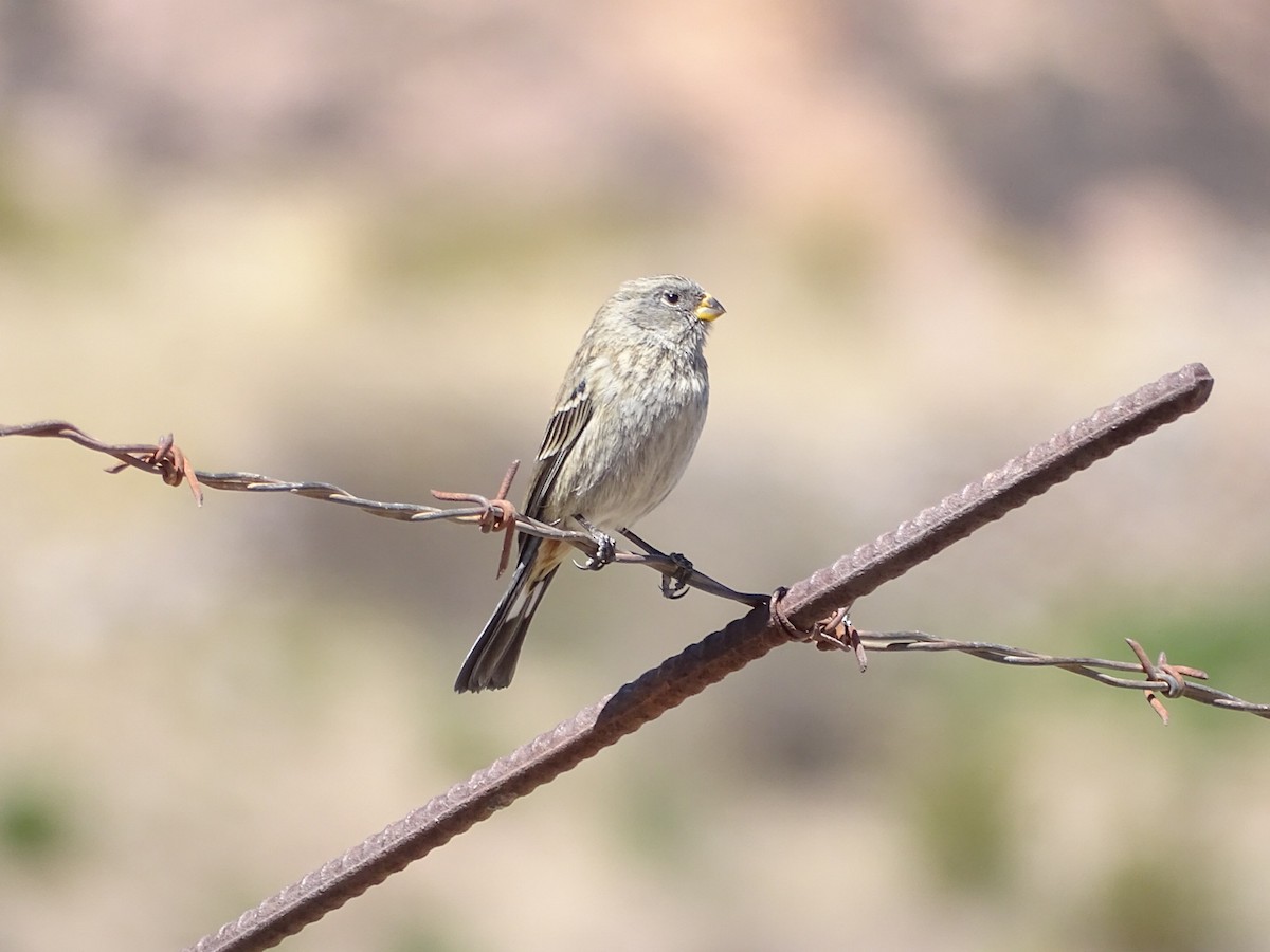 Band-tailed Seedeater - ML366074641