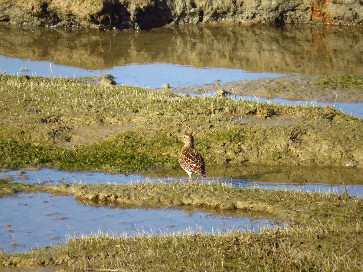 Pectoral Sandpiper - Chris Dale