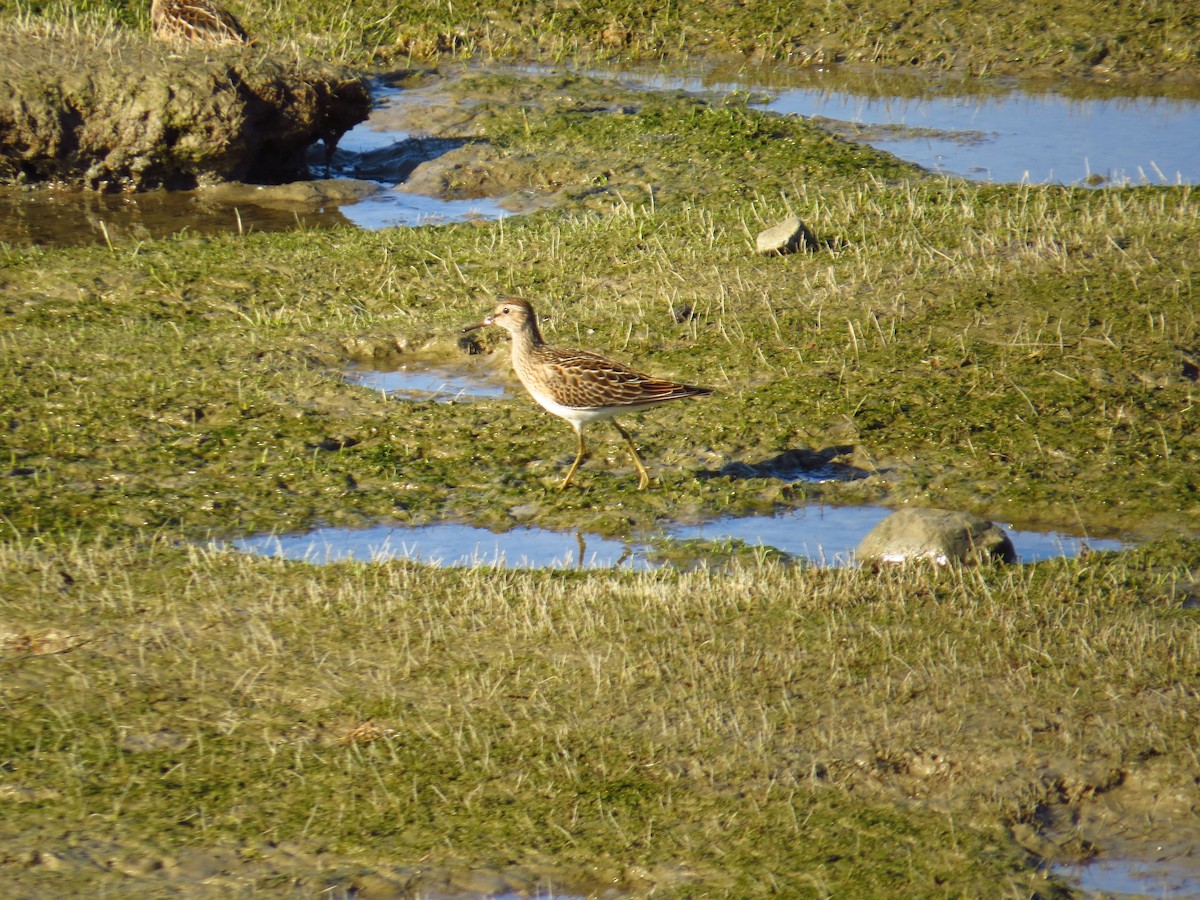 Pectoral Sandpiper - Chris Dale