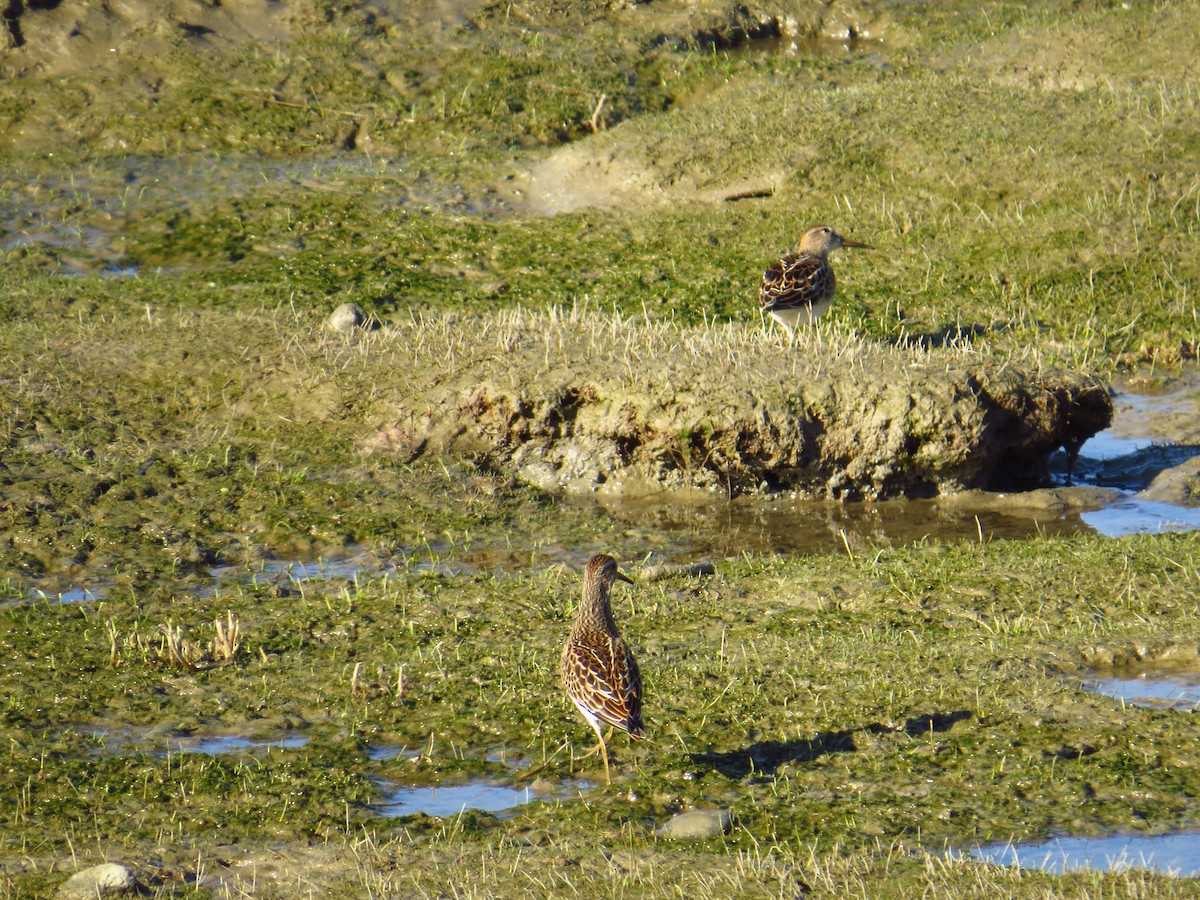 Pectoral Sandpiper - Chris Dale