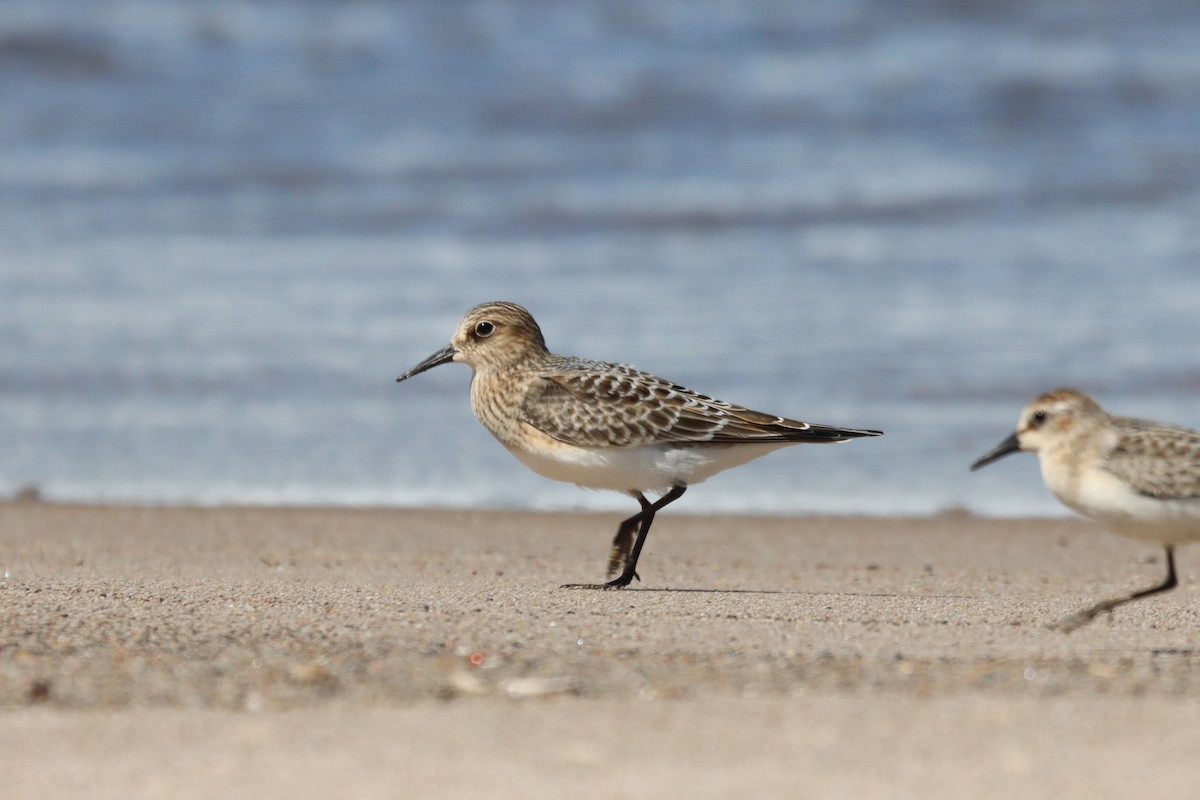 Baird's Sandpiper - Travis Suckow