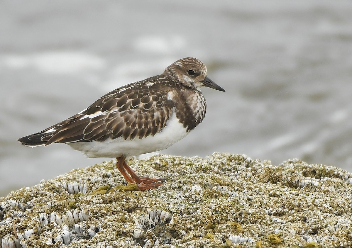 Ruddy Turnstone - ML366076931