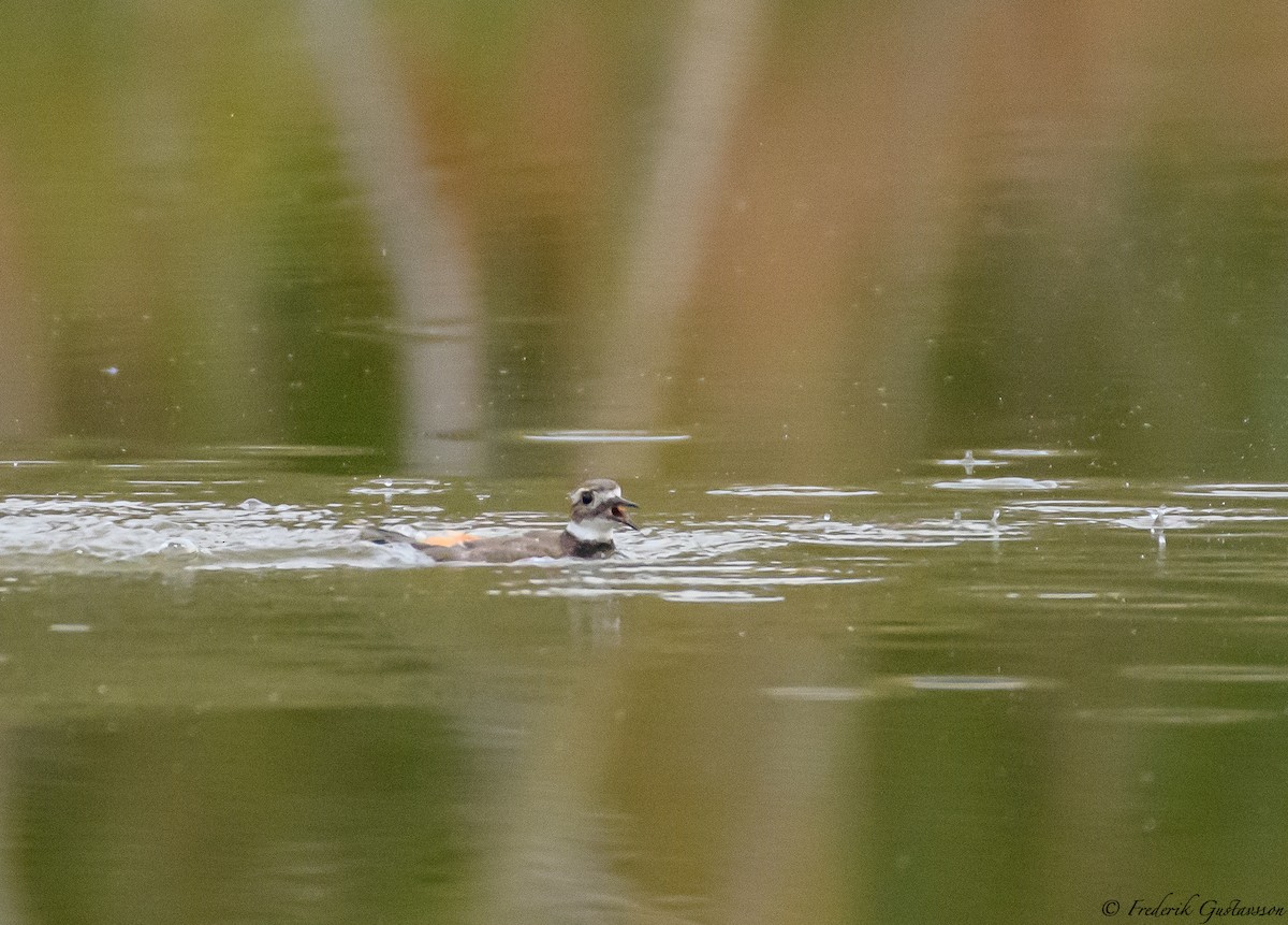 Killdeer - ML366077281