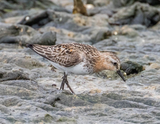 Red-necked Stint - ML366078381