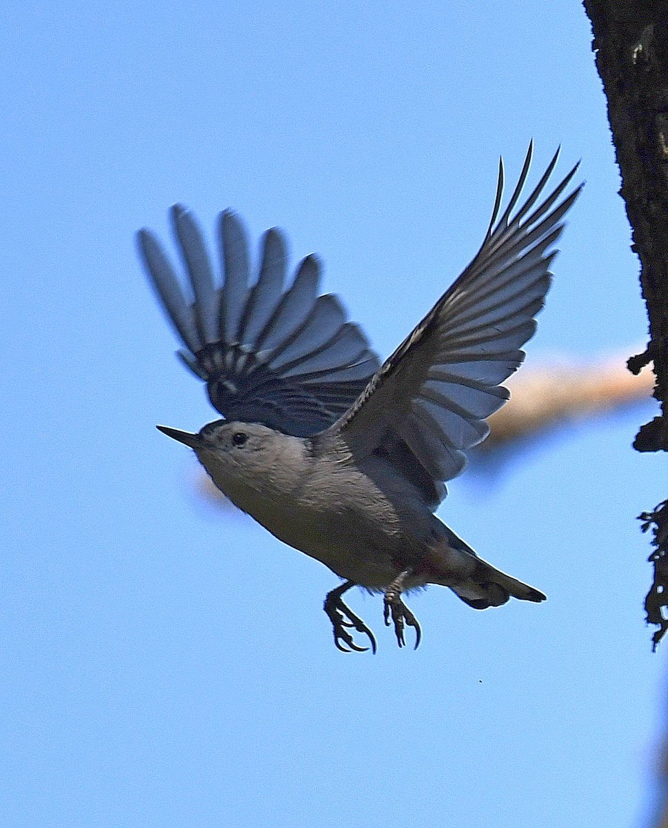 White-breasted Nuthatch - ML366078471