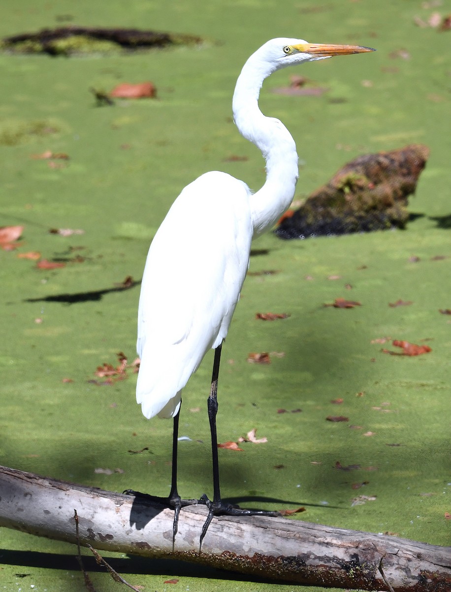 Grande Aigrette - ML366079071