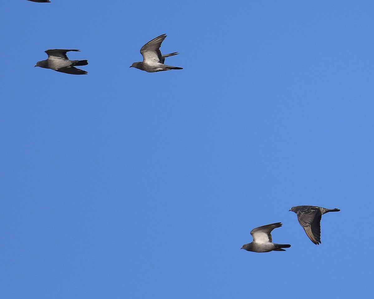 Rock Pigeon (Feral Pigeon) - Daniel Murphy