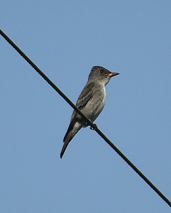 Olive-sided Flycatcher - ML366079531