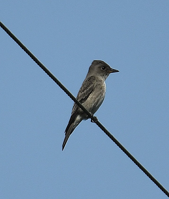 Olive-sided Flycatcher - Daniel Murphy