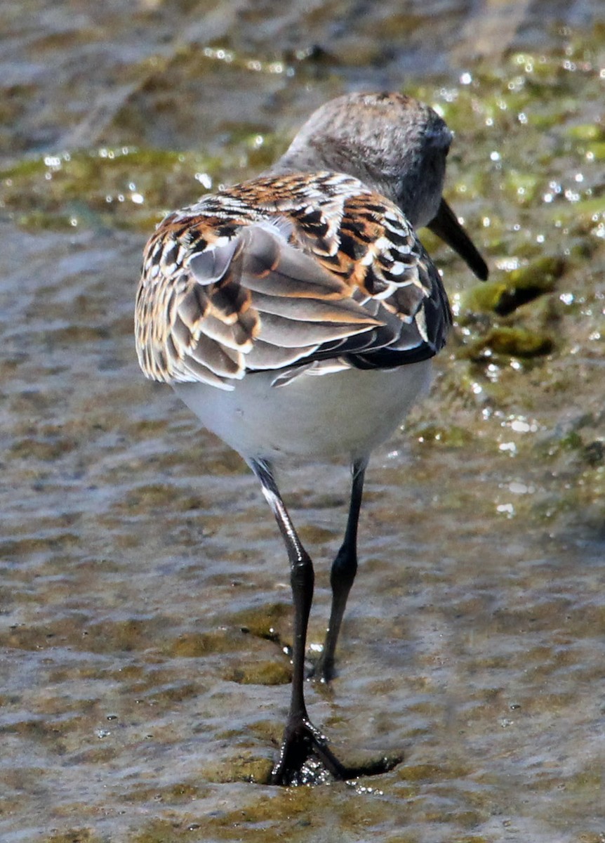 Western Sandpiper - ML366079821