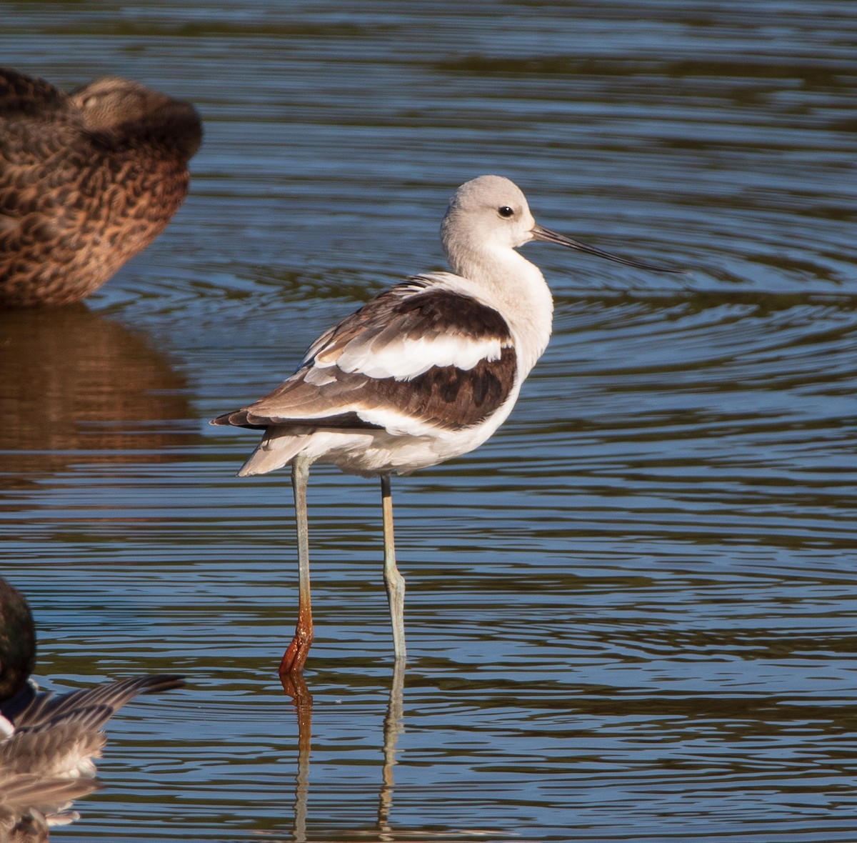 American Avocet - Chad Meyer