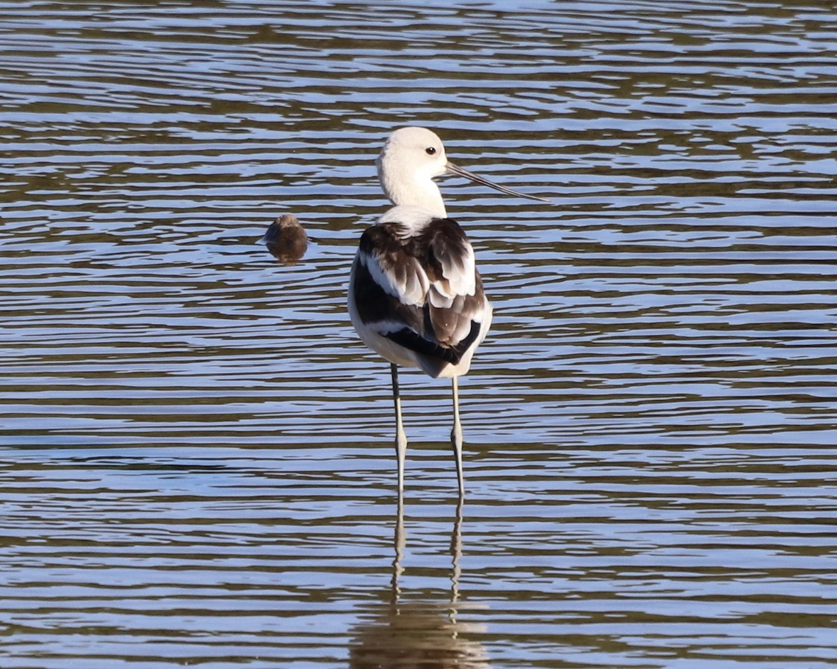 American Avocet - Debbie Kosater