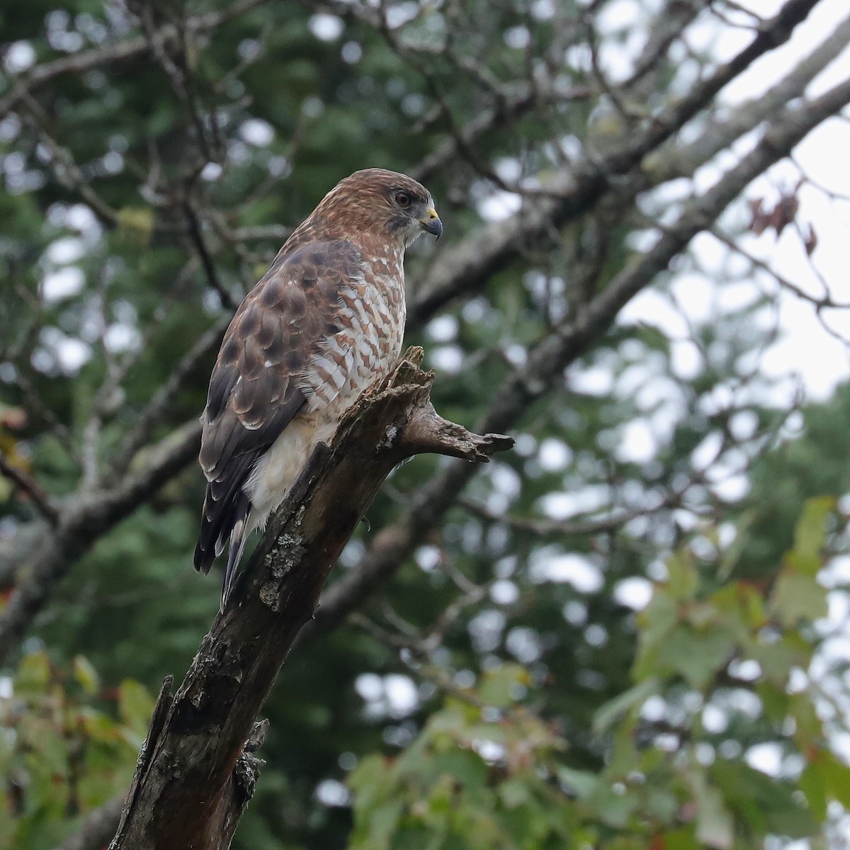 Broad-winged Hawk - ML366085811