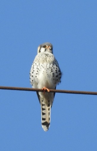 American Kestrel - ML366090461