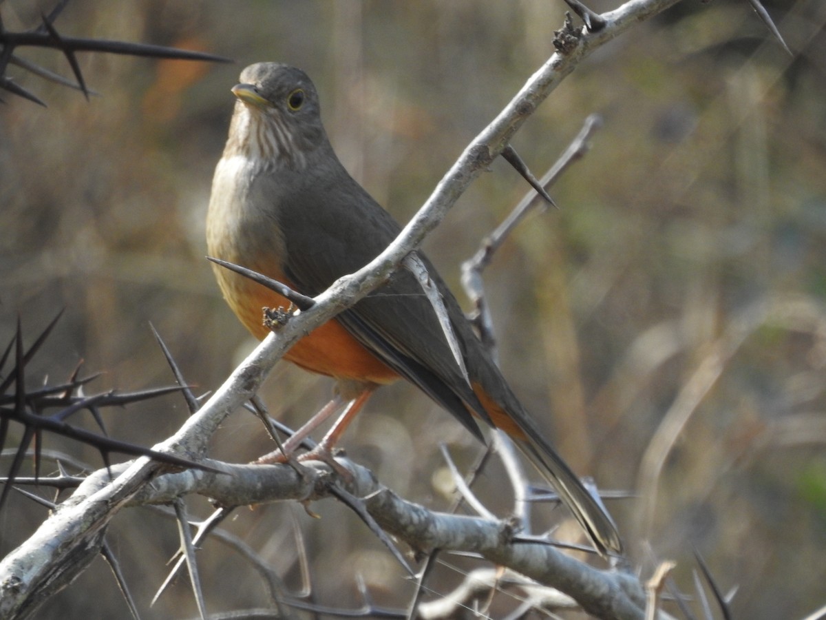 Rufous-bellied Thrush - ML366090661