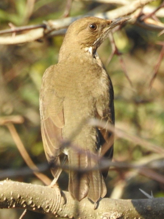 Creamy-bellied Thrush - Fernando Muñoz