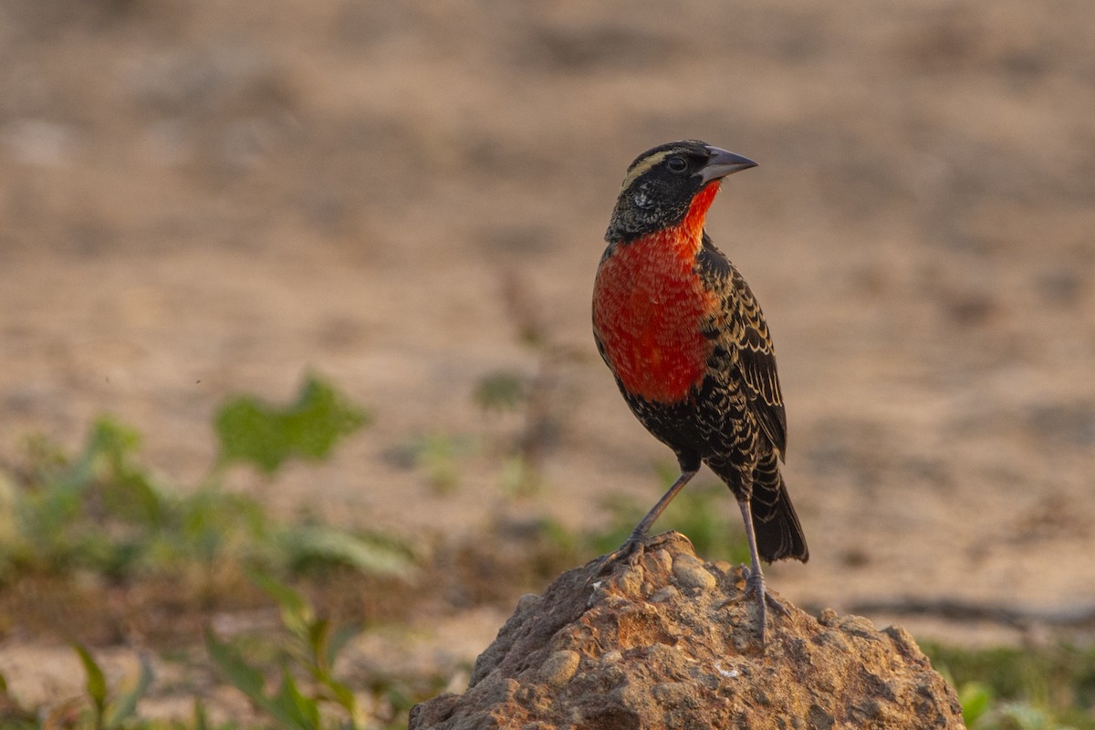 White-browed Meadowlark - ML366092311