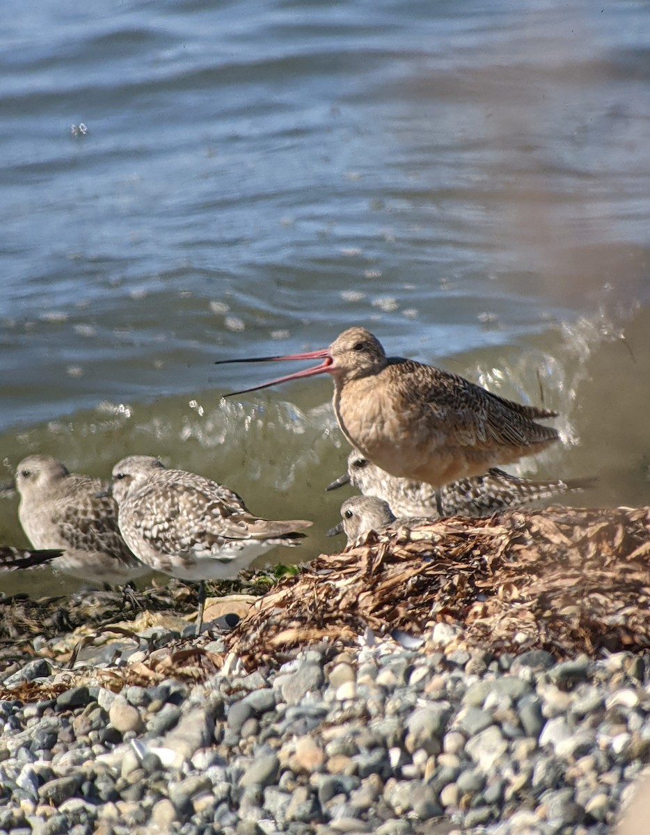 Marbled Godwit - Kilian White