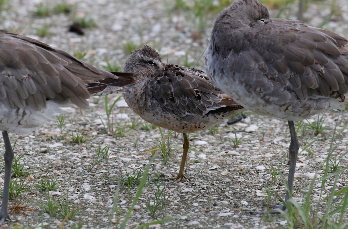 Short-billed Dowitcher - ML366094381