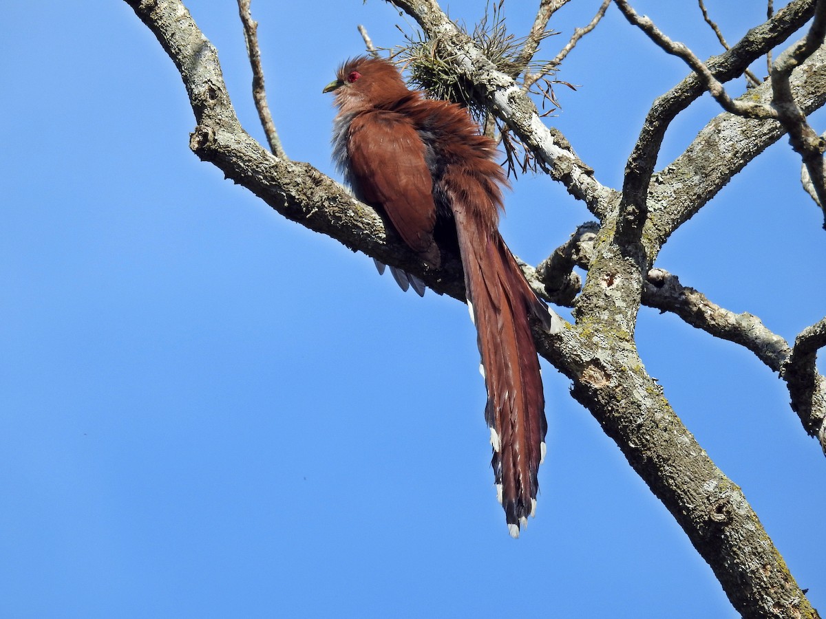 Squirrel Cuckoo - ML366094651