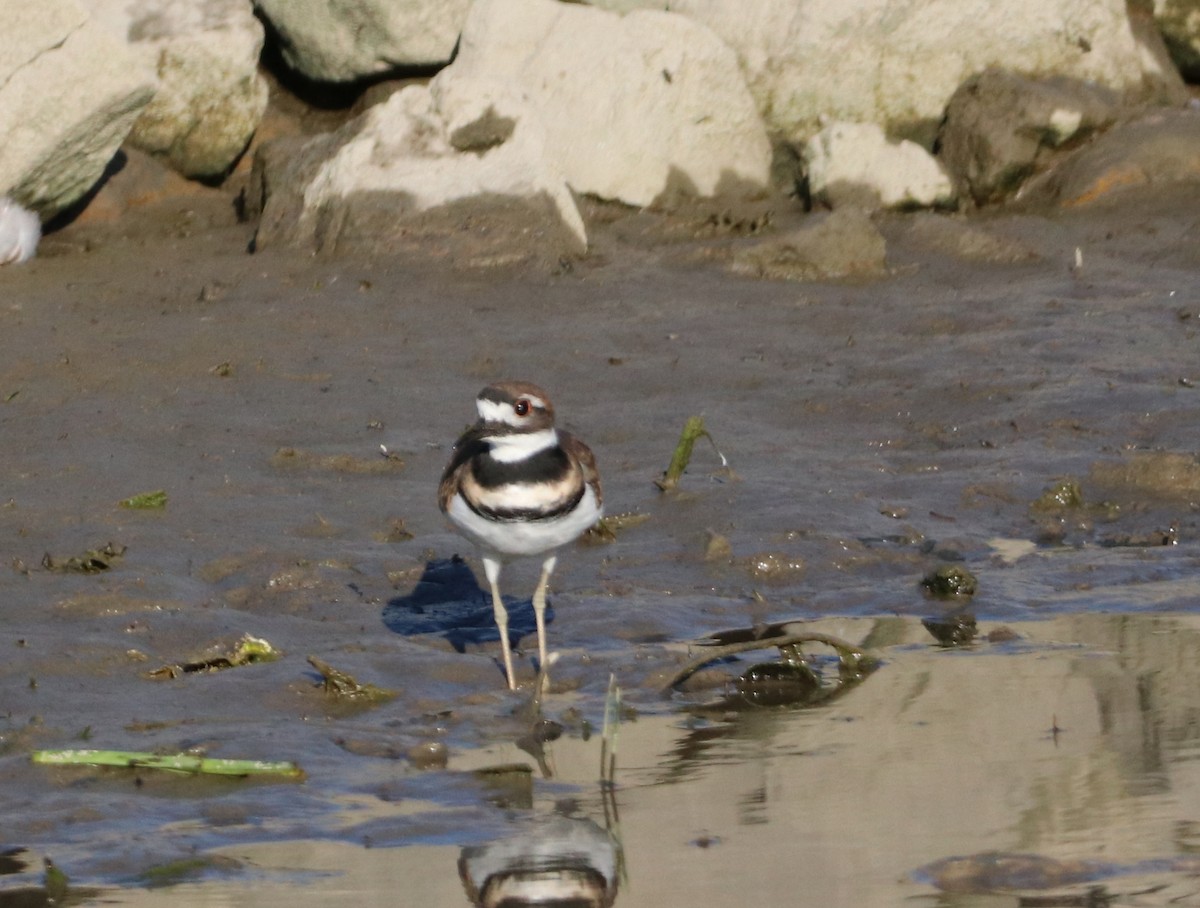 Killdeer - ML366094671