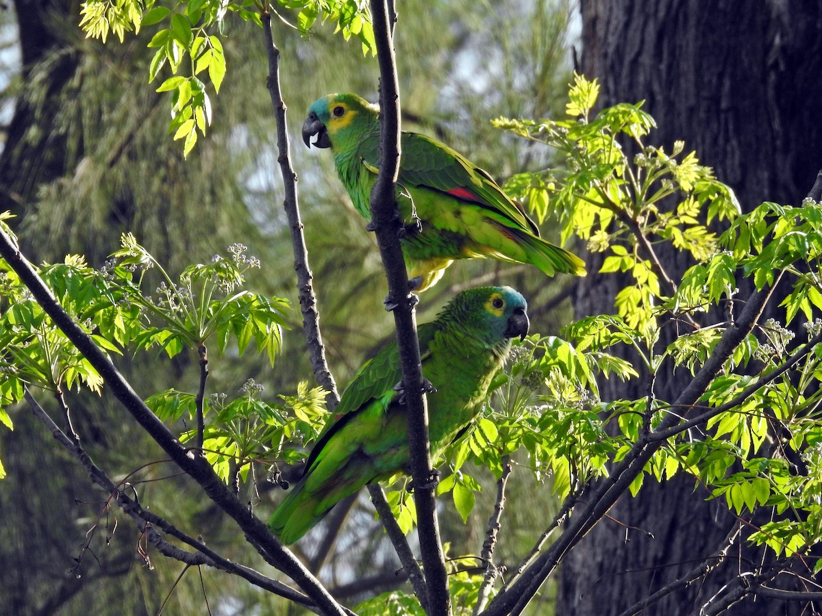 Turquoise-fronted Parrot - ML366095021