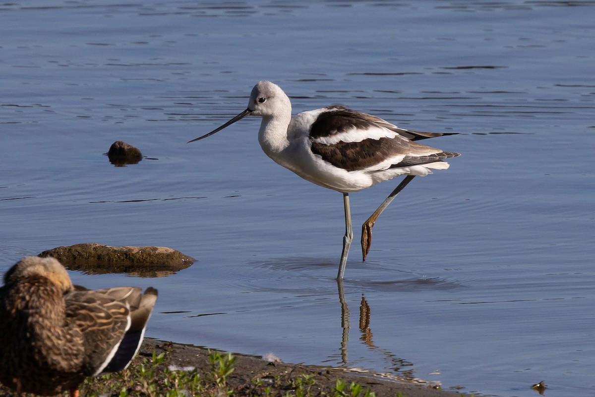 American Avocet - Michael Fogleman