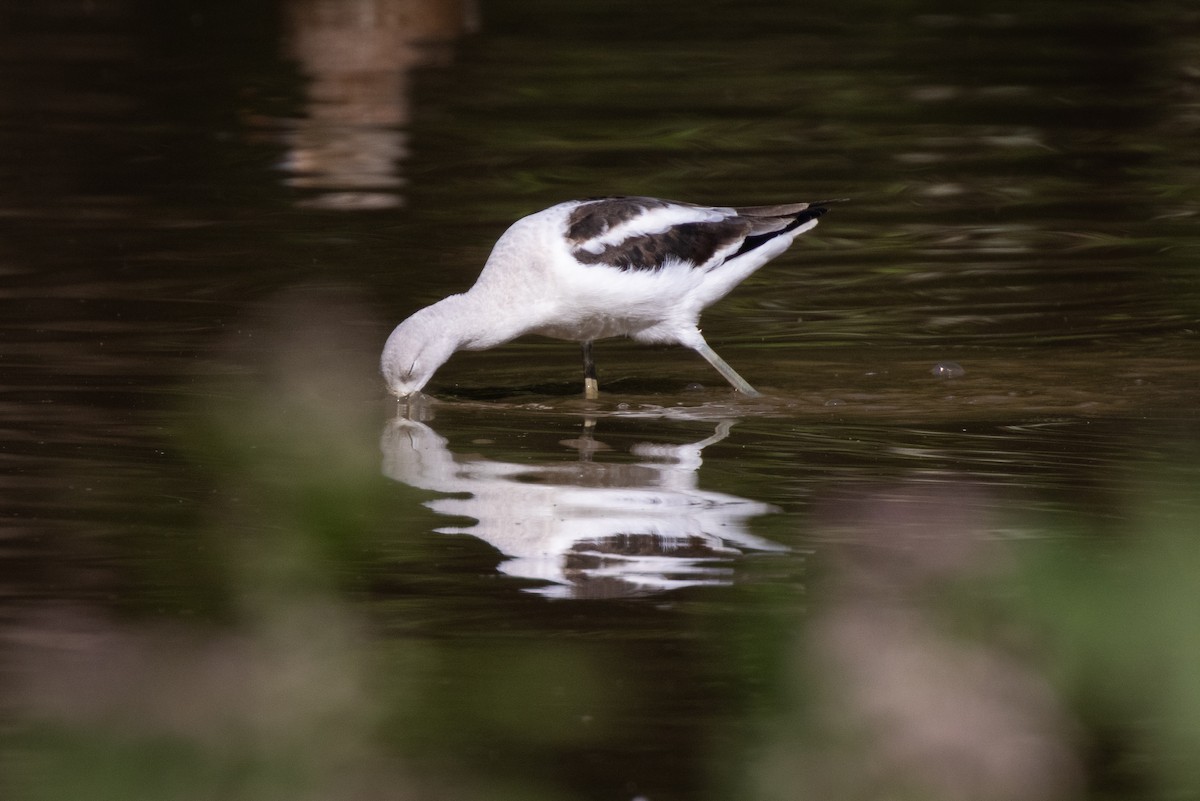 American Avocet - Michael Fogleman