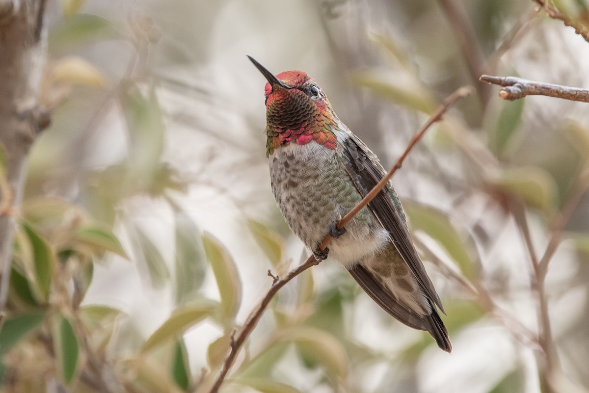 Anna's Hummingbird - ML366095431