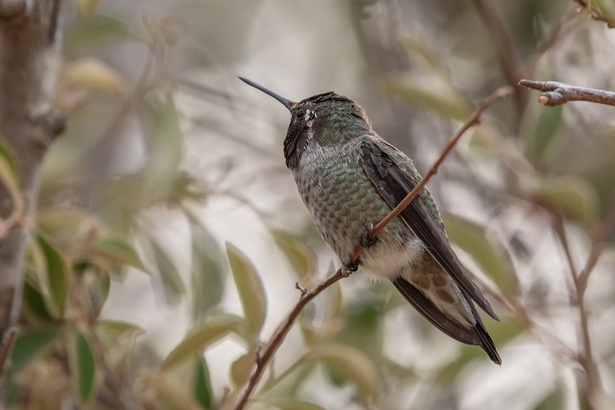 Anna's Hummingbird - Jing-Yi Lu