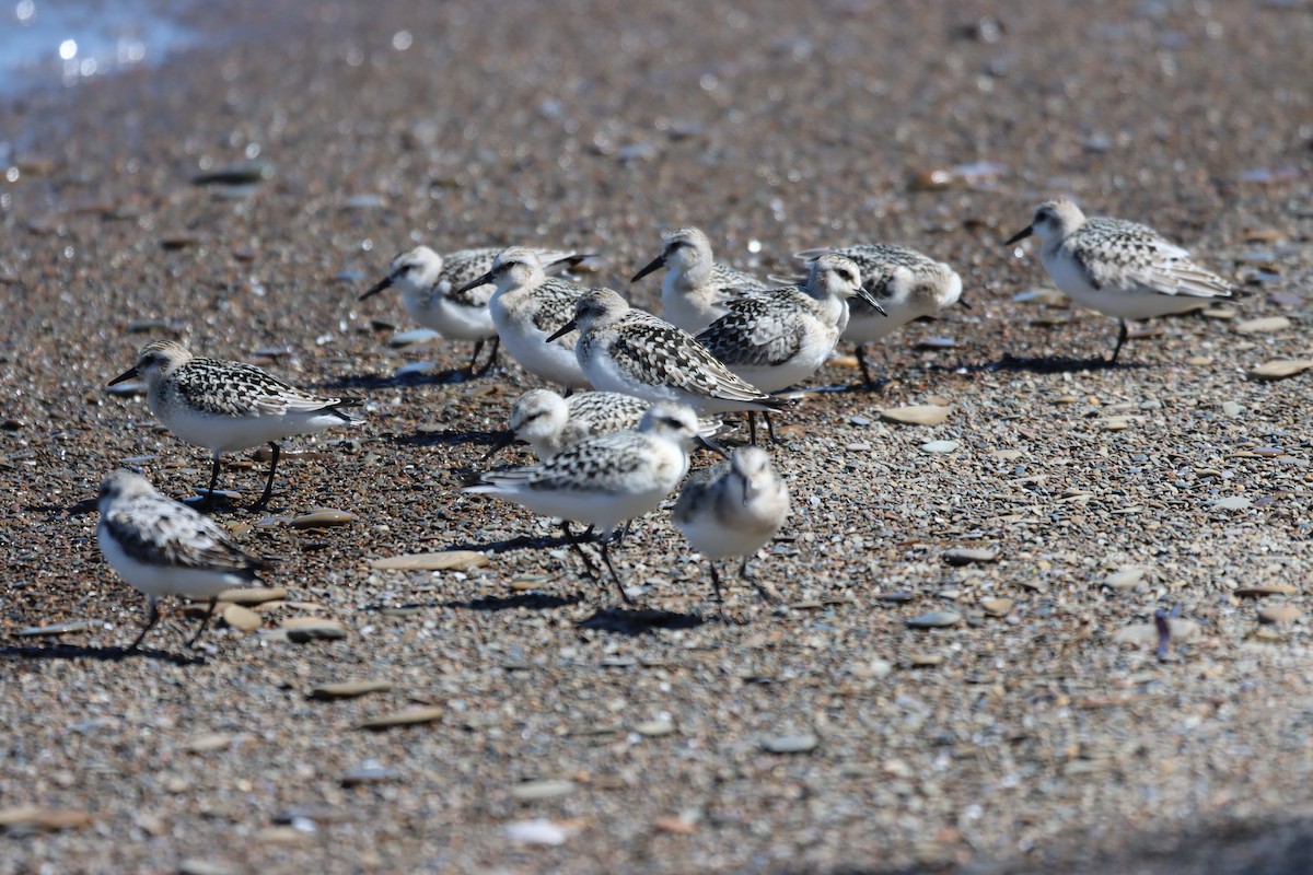 Sanderling - Travis Suckow