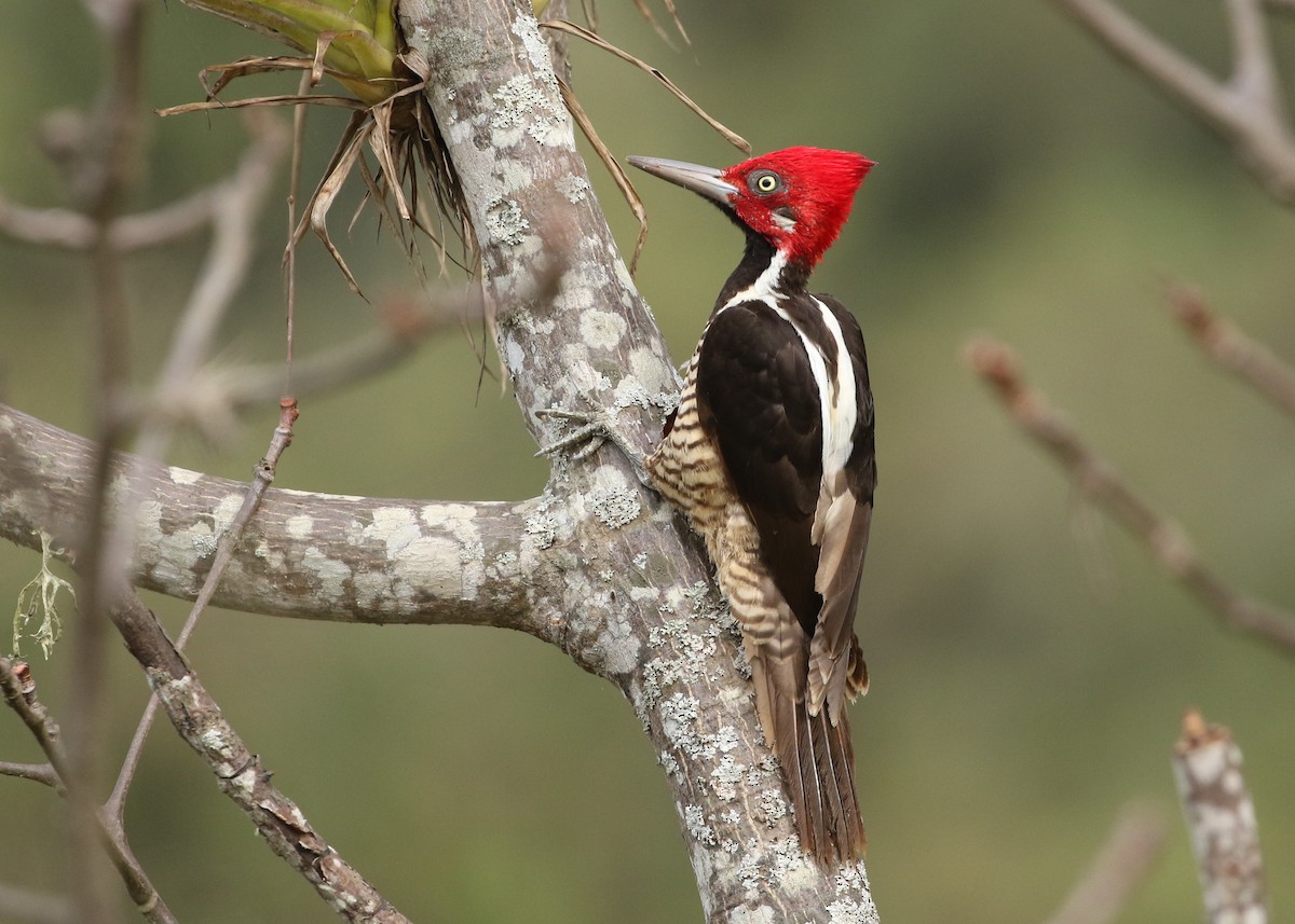 Guayaquil Woodpecker - Dean LaTray