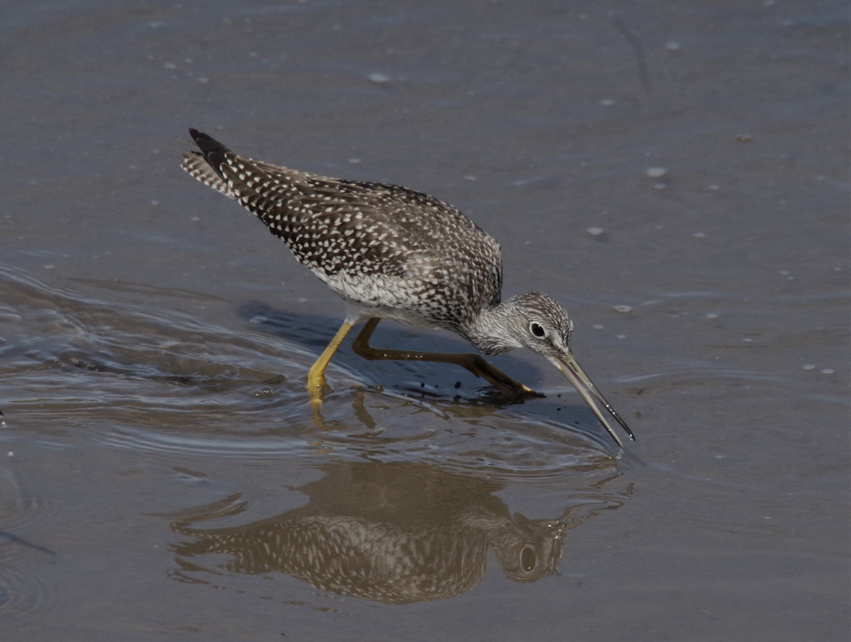 Greater Yellowlegs - Jeff Ogden