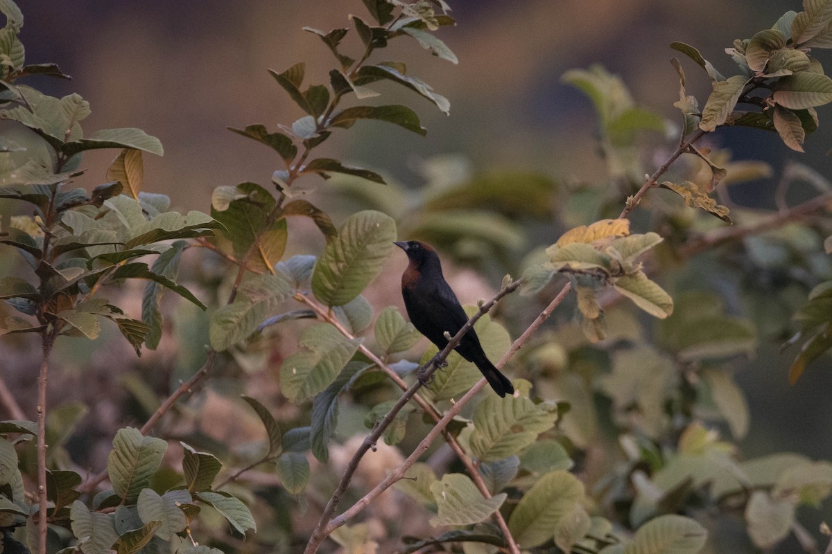 Chestnut-capped Blackbird - ML366098831