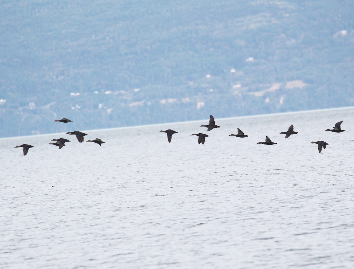 American Black Duck - ML366099621