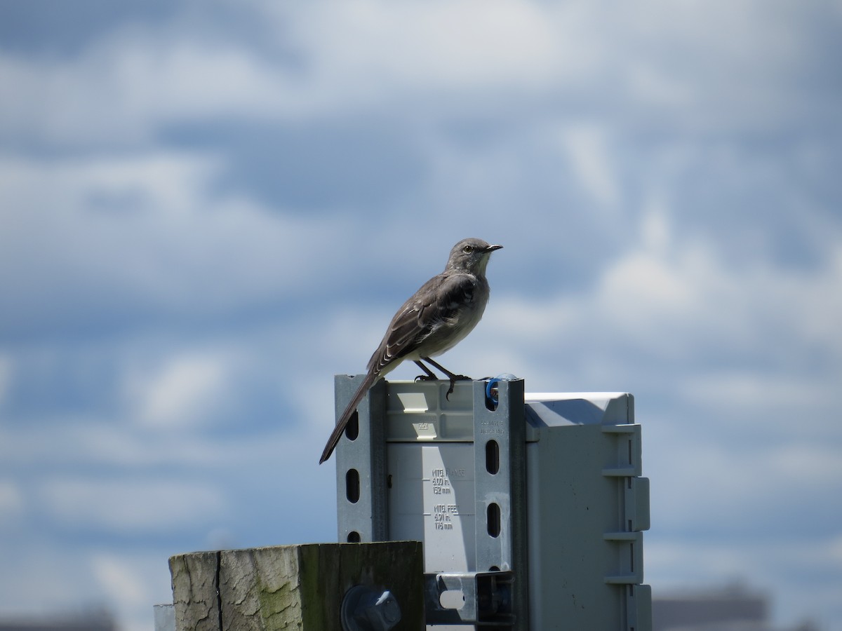 Northern Mockingbird - ML366100071