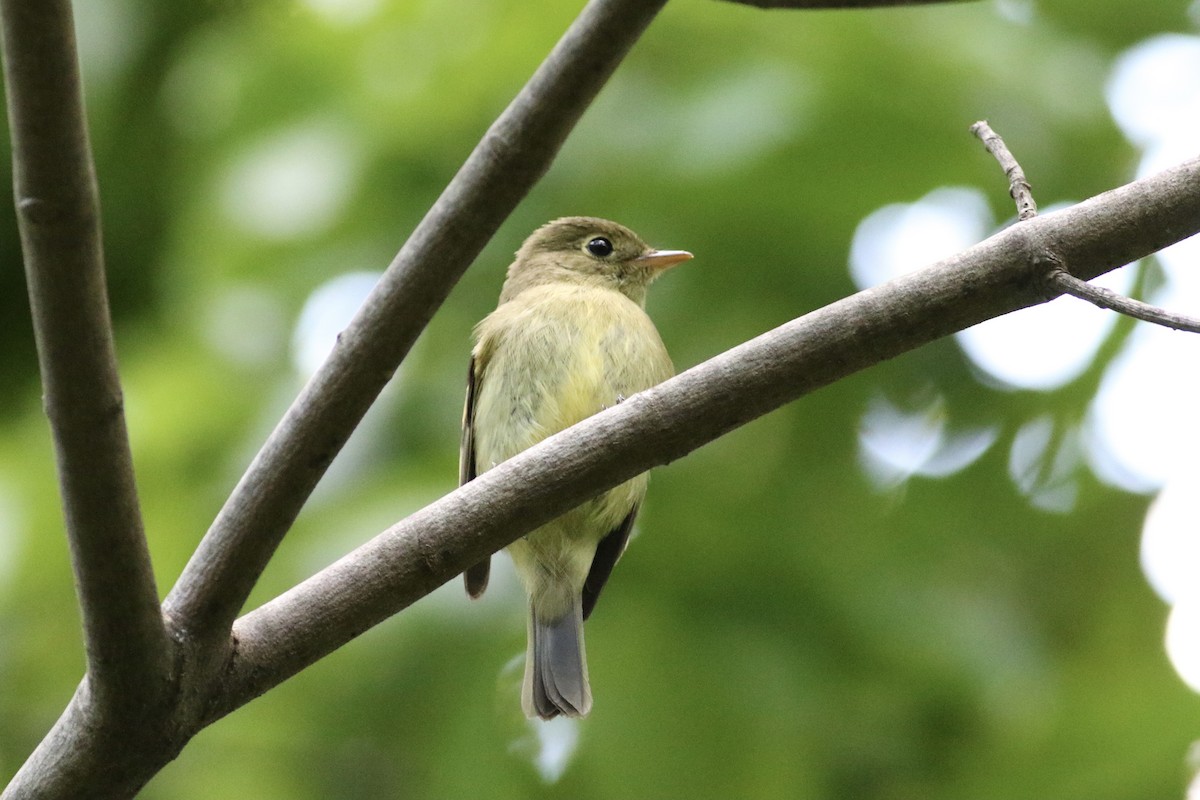 Yellow-bellied Flycatcher - Max Epstein