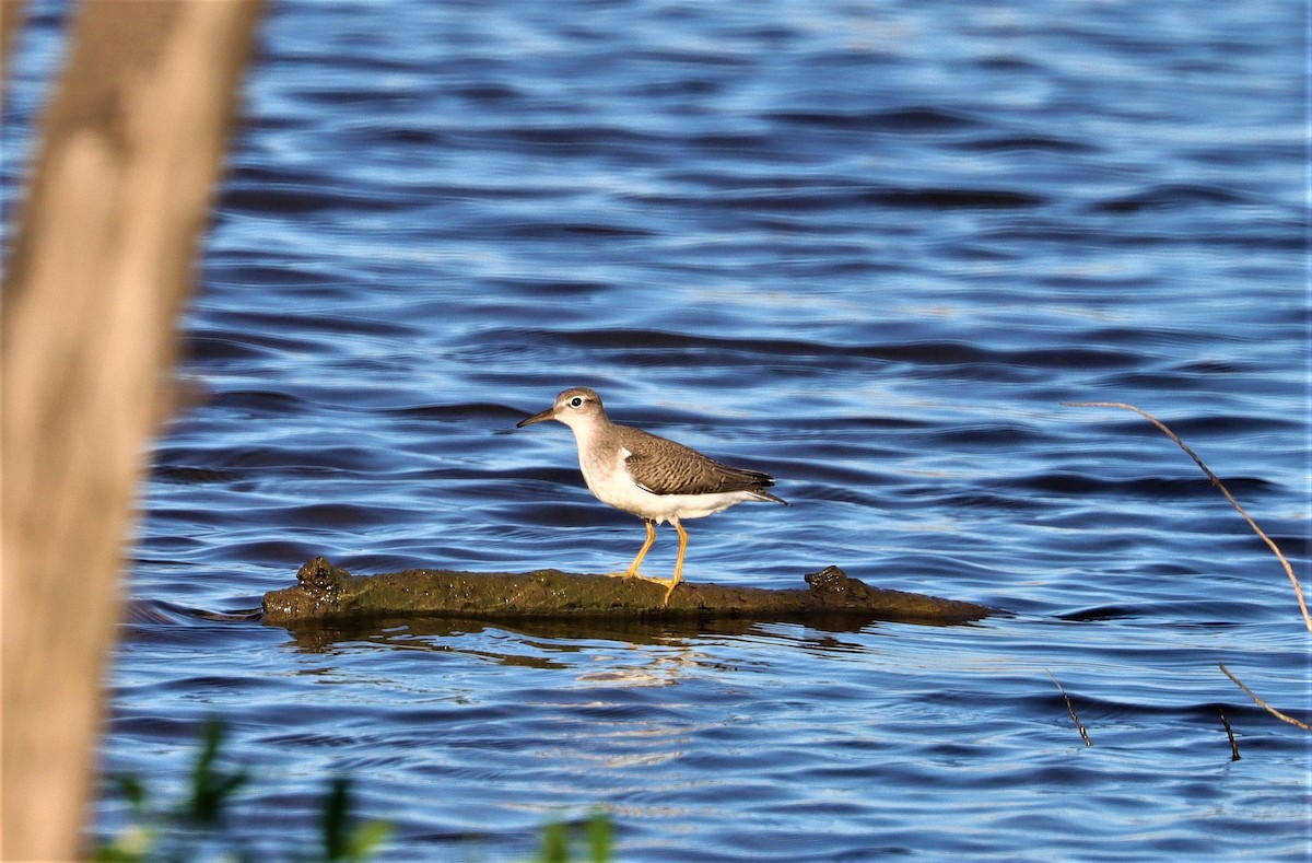 Spotted Sandpiper - ML366104951