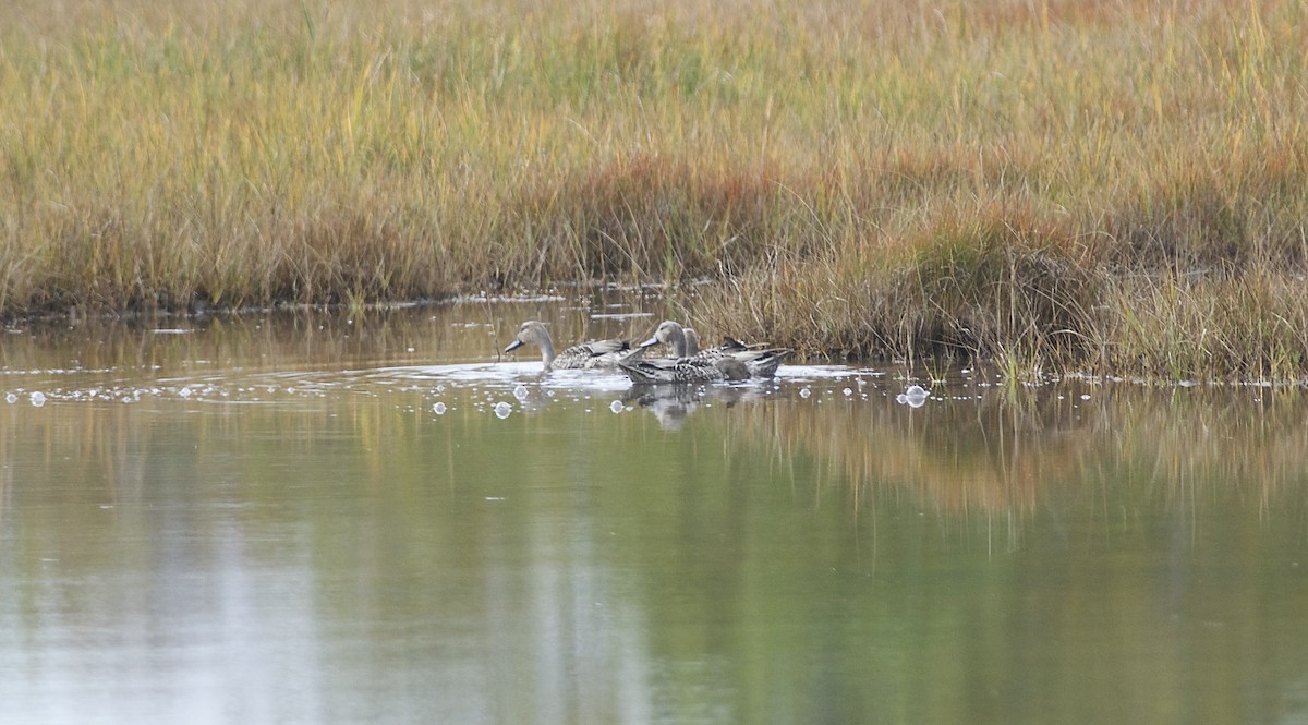 Northern Pintail - ML36610631