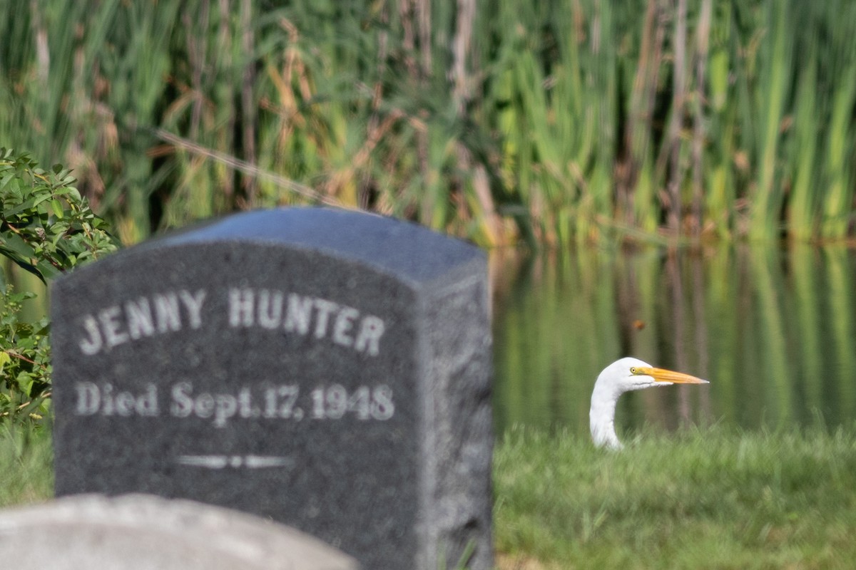 Цасч дэглий - ML366106921