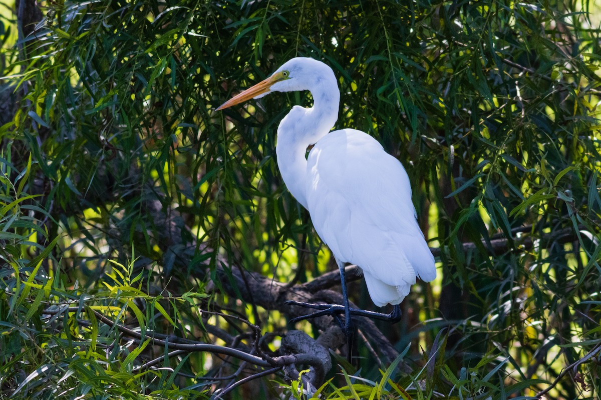Цасч дэглий - ML366106931